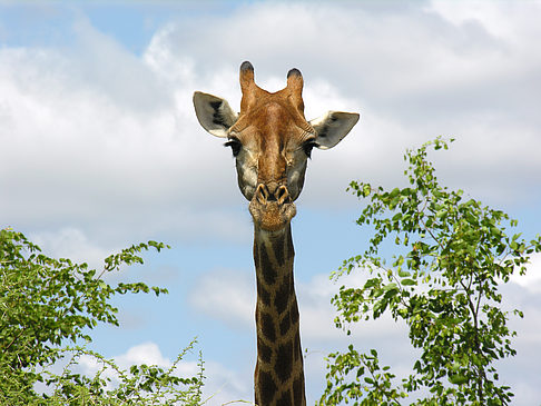 Foto Giraffe