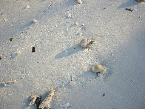 Foto Muscheln am Strand