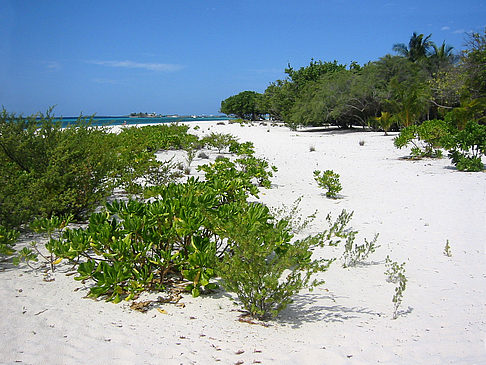 Pflanzen am Strand Fotos