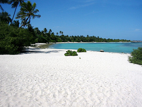 Fotos Pflanzen am Strand | 