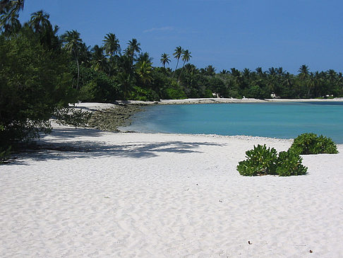 Fotos Pflanzen am Strand | 