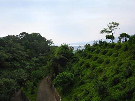 Juming Museum