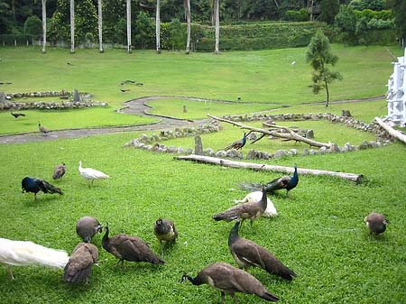 Foto Sun Moon Lake